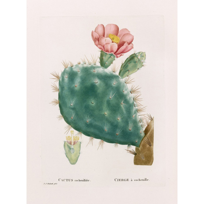 Cactus Cochenillifer Poster